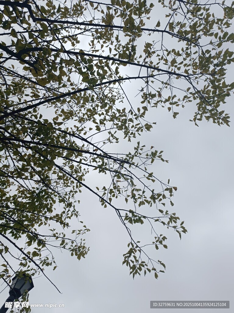 仰視視角下的枝葉與天空