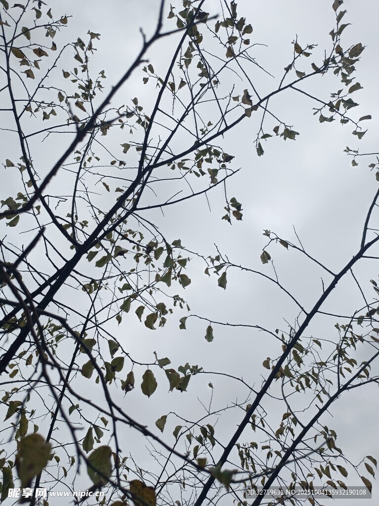 樹枝上的稀疏葉片