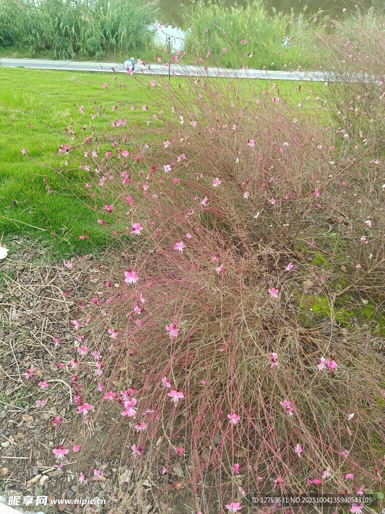 粉色小花綻放于綠植間