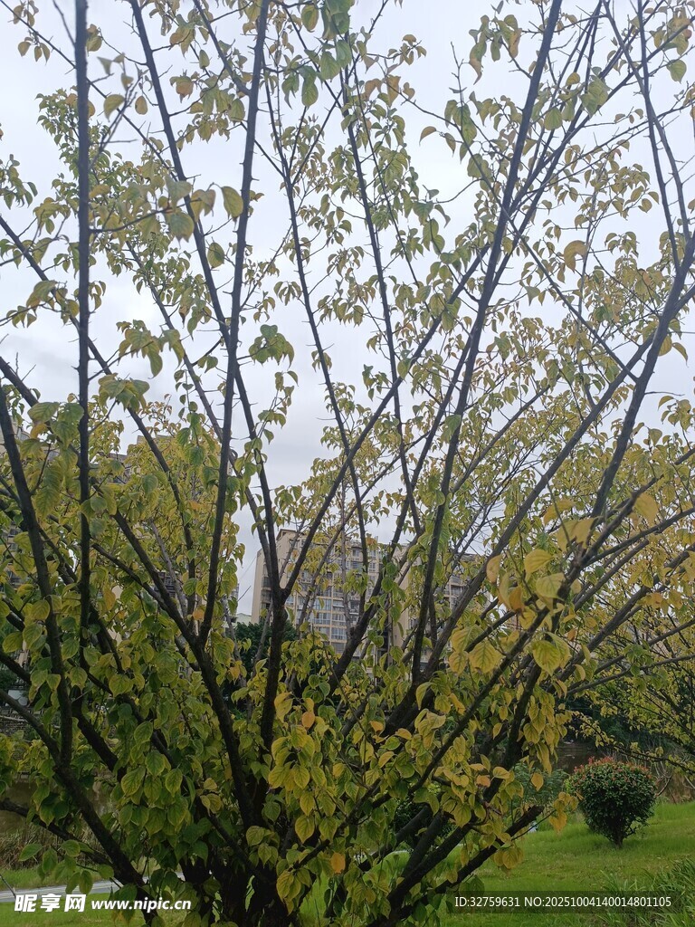 春日繁花滿枝的樹木