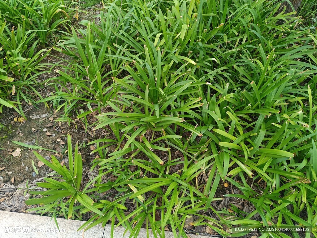 嫩綠草叢近景