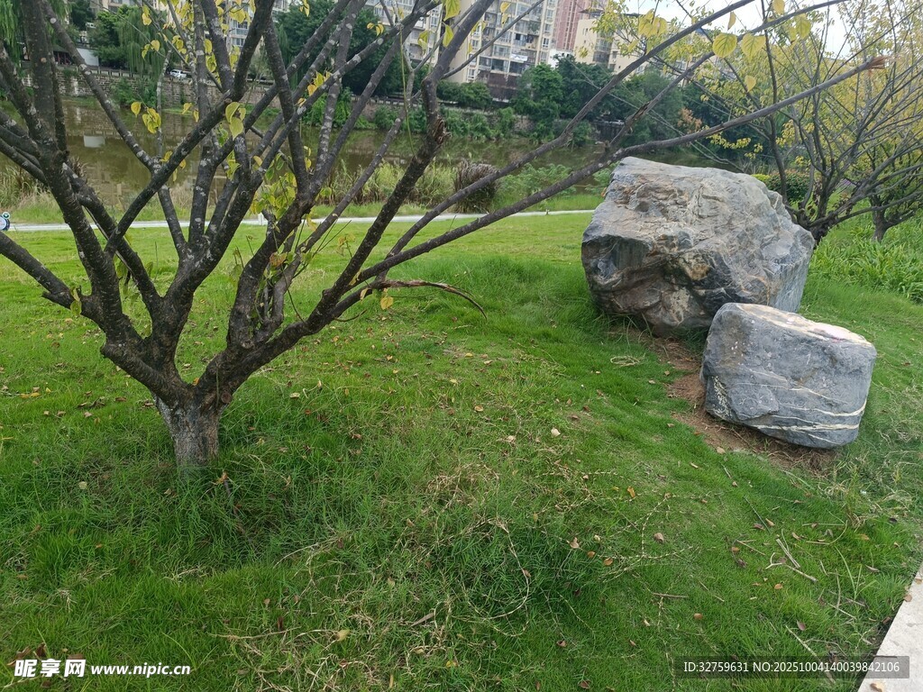 公園草地旁的樹木與巨石