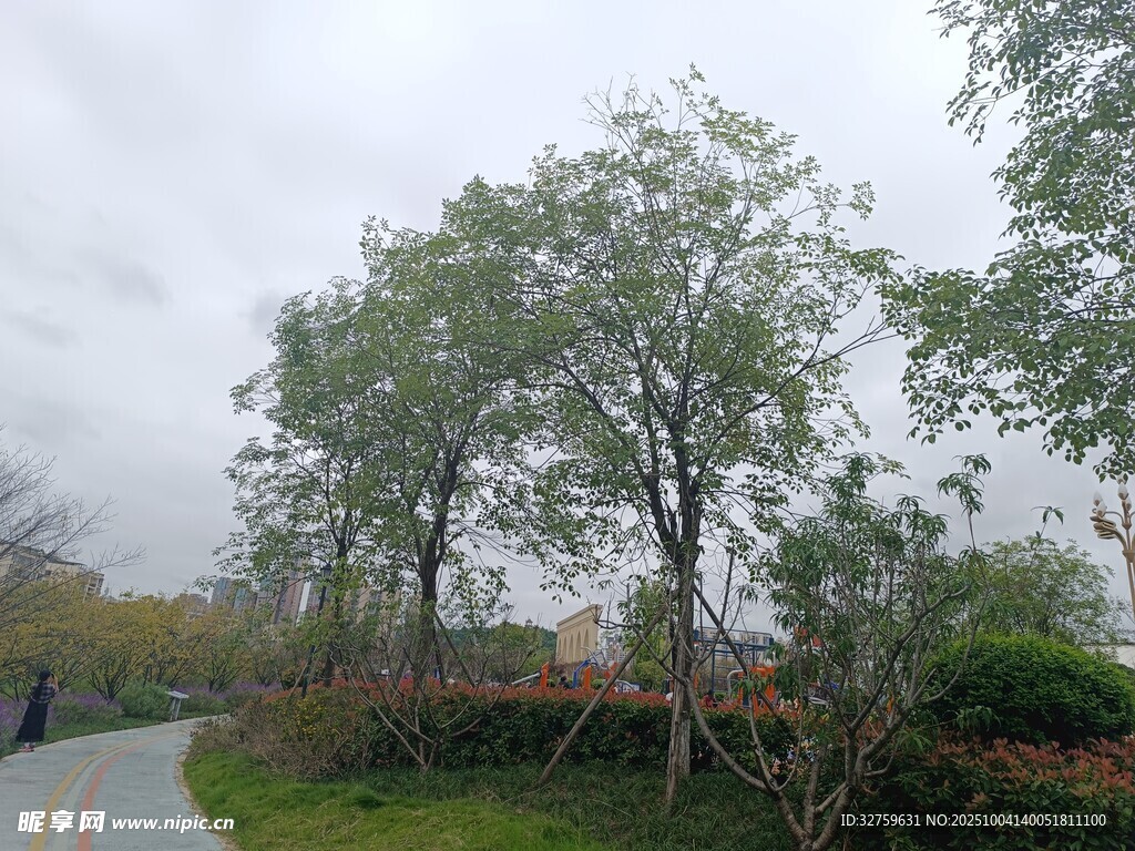 鄉(xiāng)村小路旁的綠樹景觀