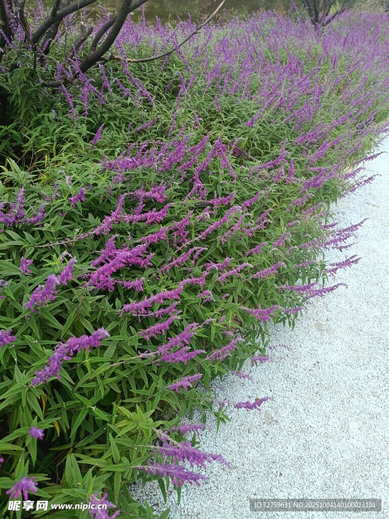 紫色花叢旁的蜿蜒小徑