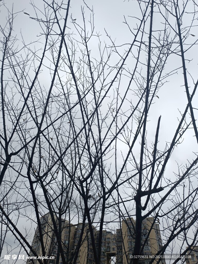 冬日枯樹枝干景象