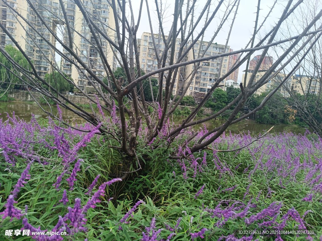 紫色花叢中的光禿枝干