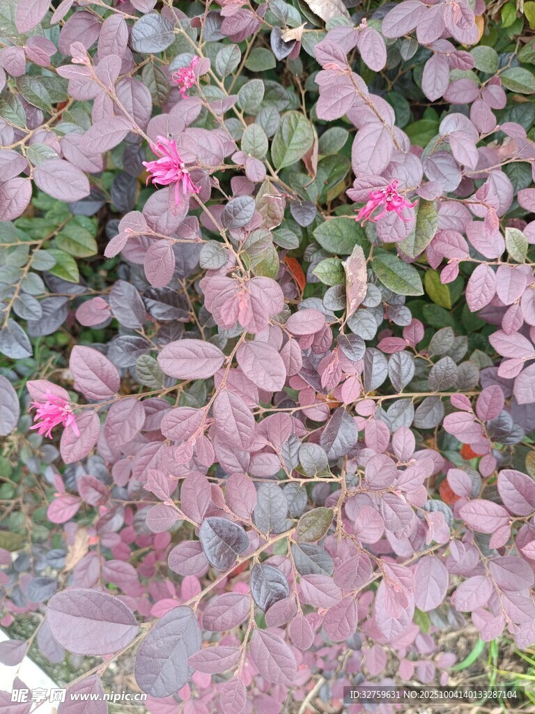粉色葉片花朵植物景觀(guān)