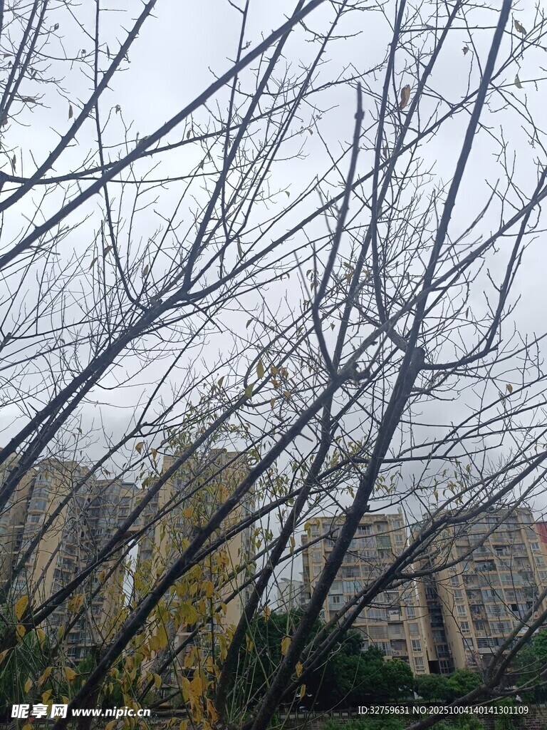 冬日枯樹景象