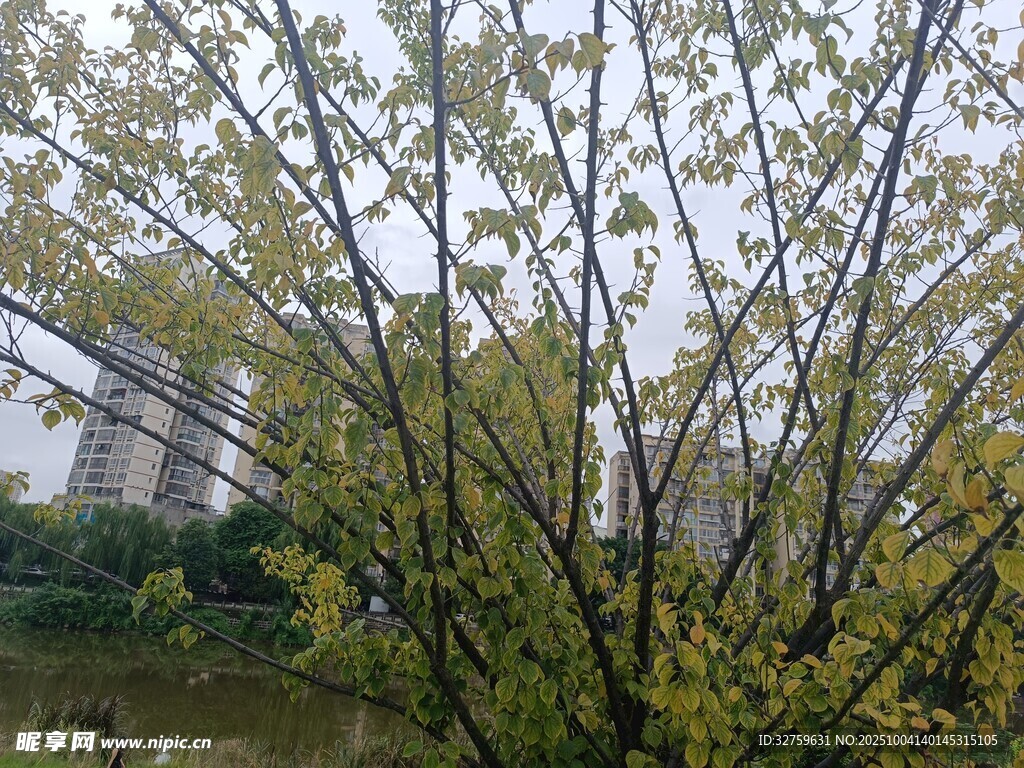 雨中朦朧的樹木與遠(yuǎn)處建筑