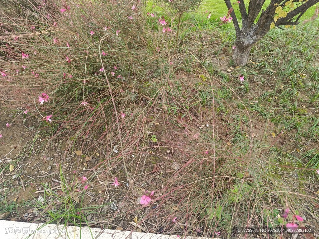 草叢中的粉色小花