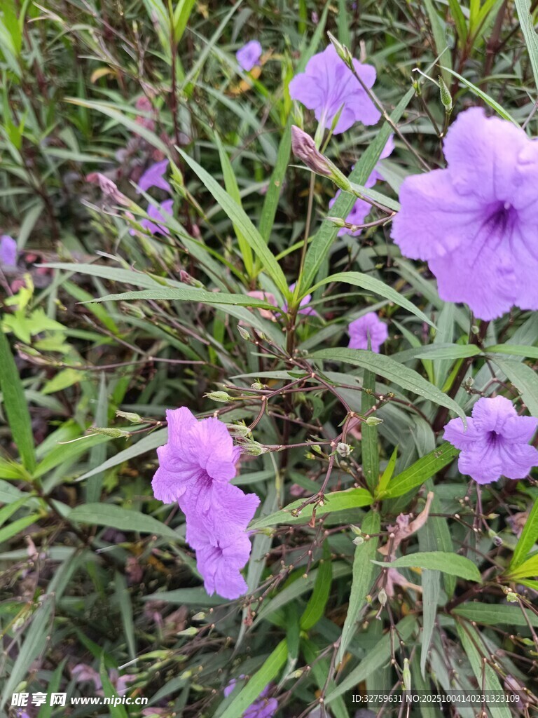 紫色小花綻放于草叢中