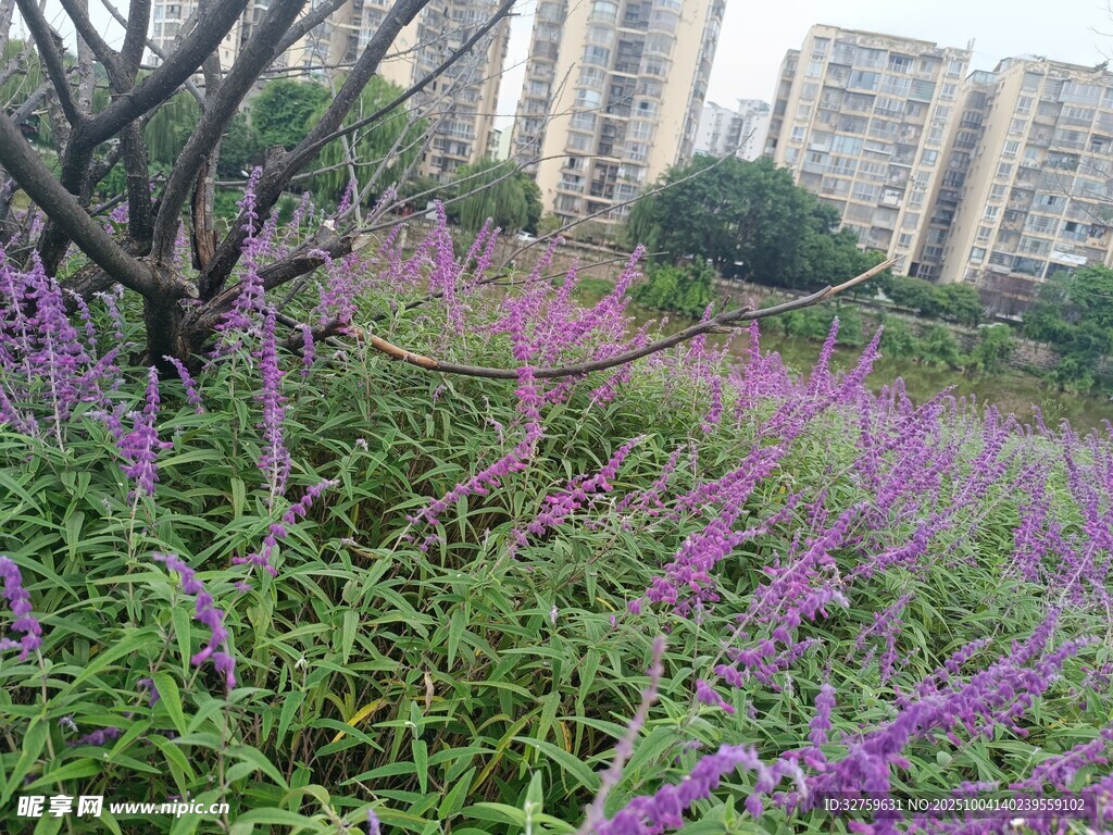 城市中綻放的紫色花卉景觀