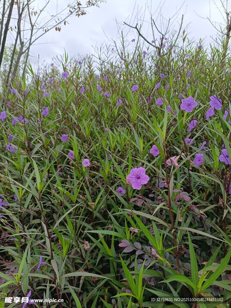 紫色野花綻放于草叢中