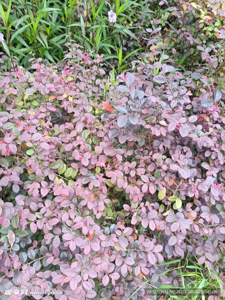粉色葉片植物特寫(xiě)