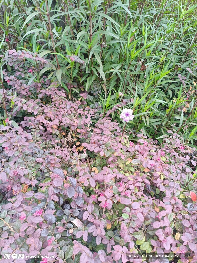 粉色植物與綠葉景觀
