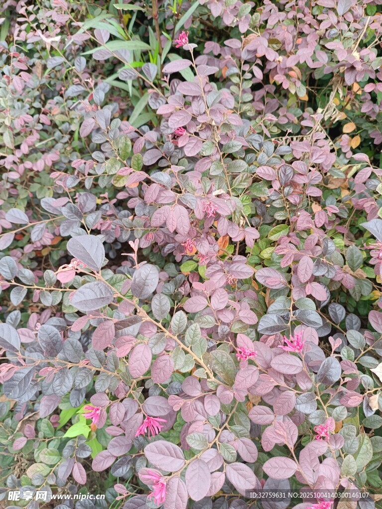 粉色斑斕植物景觀