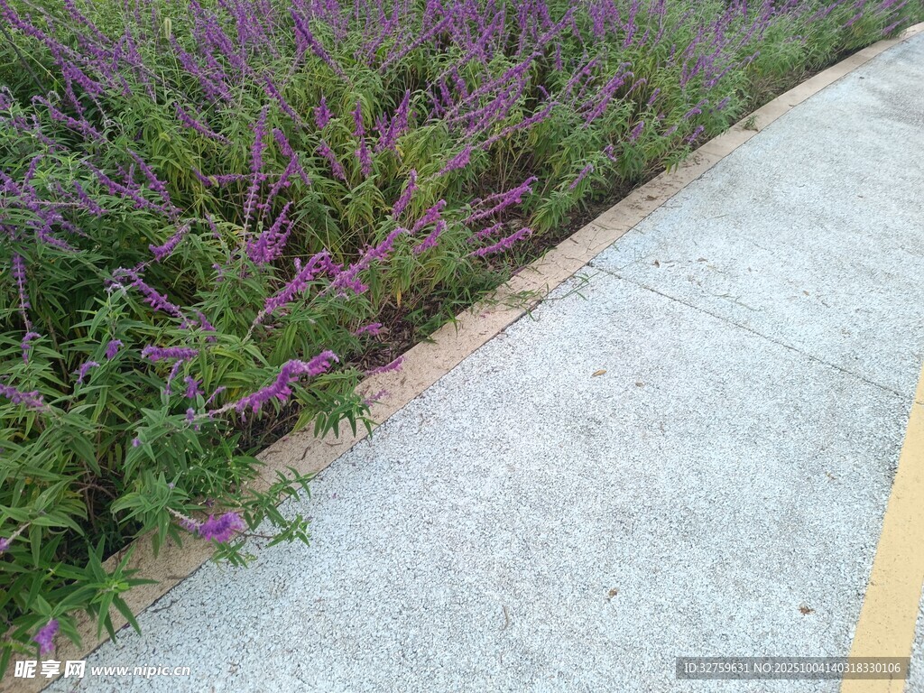 路邊紫色花草景觀