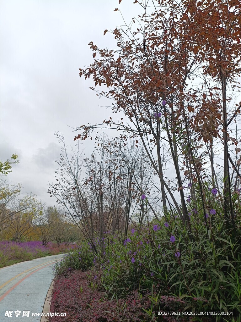 林間小路旁的多彩樹木景觀