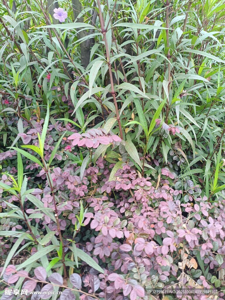 綠葉間的粉色植物景觀