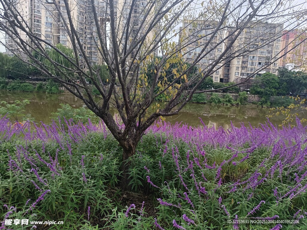 紫色花海中的枯樹景觀