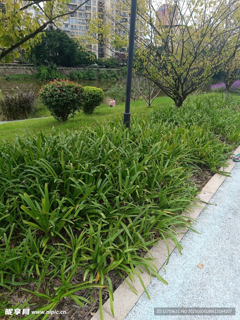 路邊蔥郁綠植景觀
