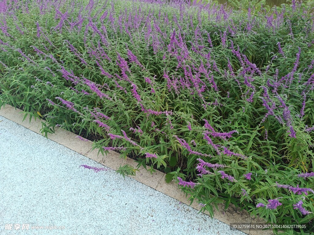 路邊紫色花卉景觀