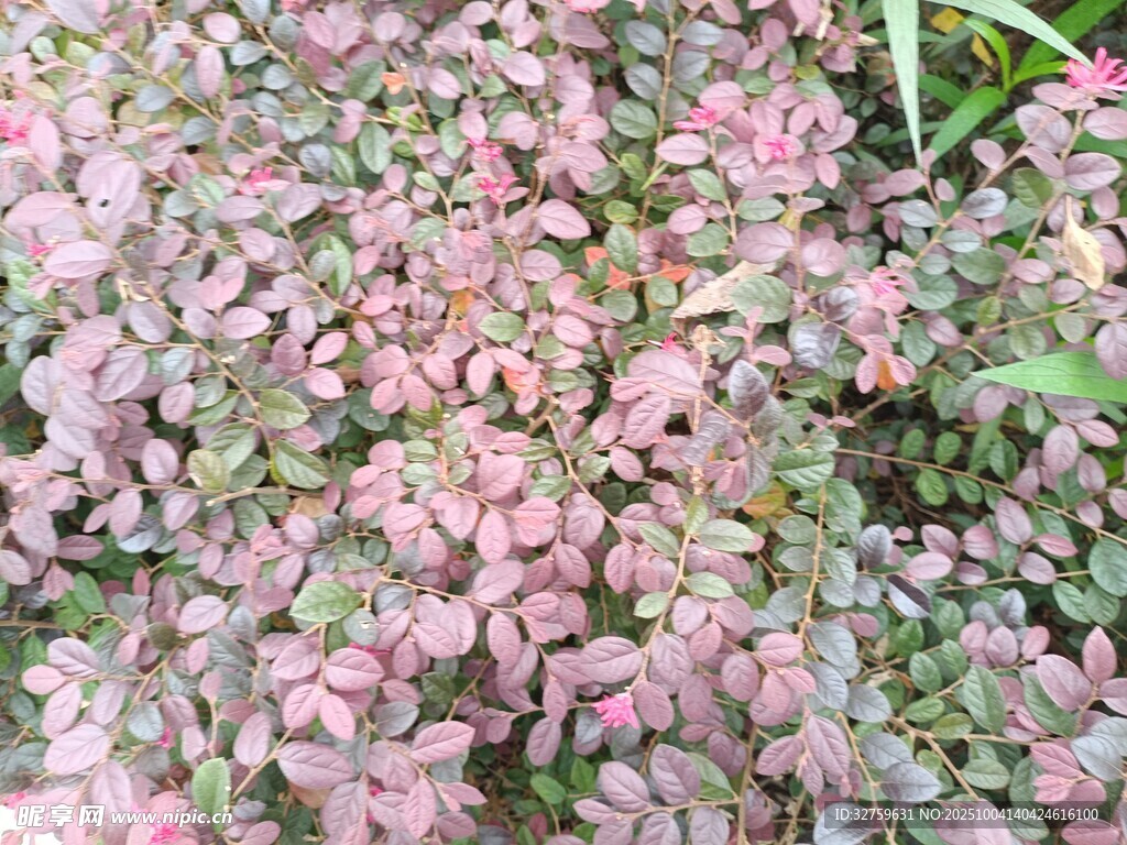 粉色斑斕植物景觀