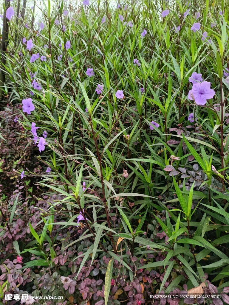 紫色小花綻放于草叢中