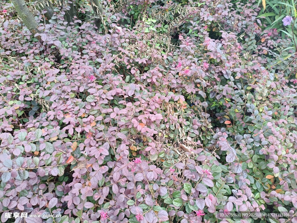 粉色葉片植物特寫(xiě)