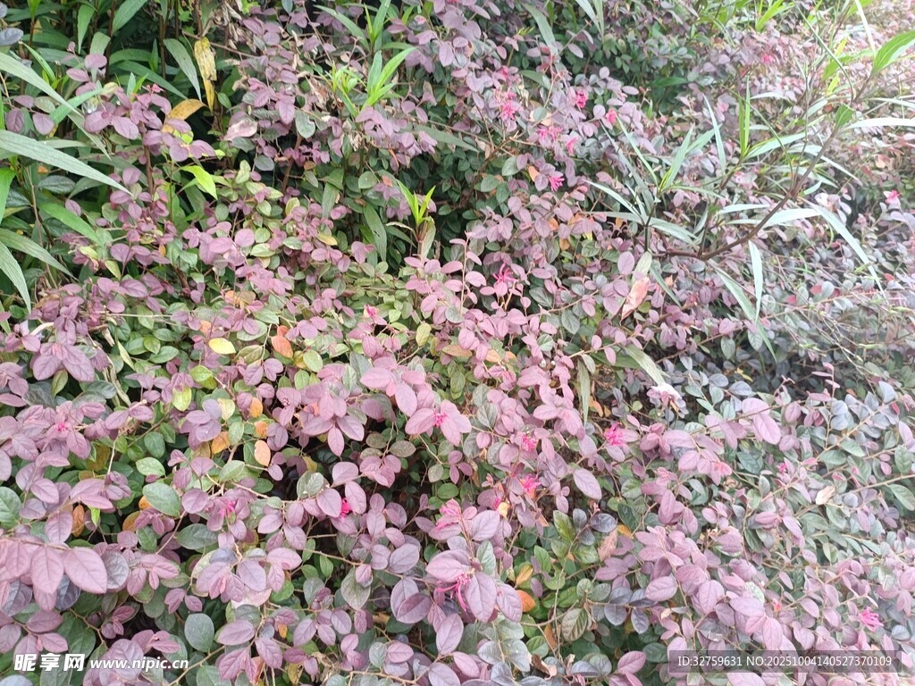 粉色繁茂植物景觀