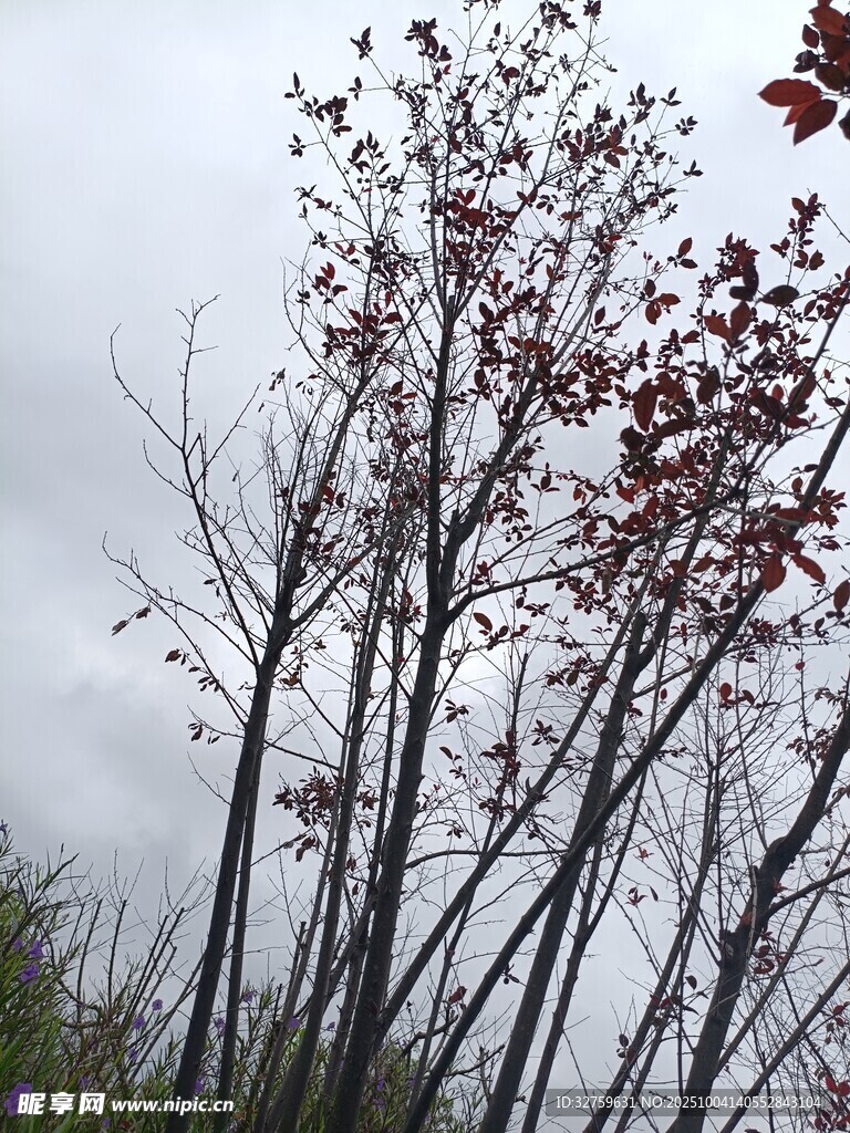 秋日樹林 