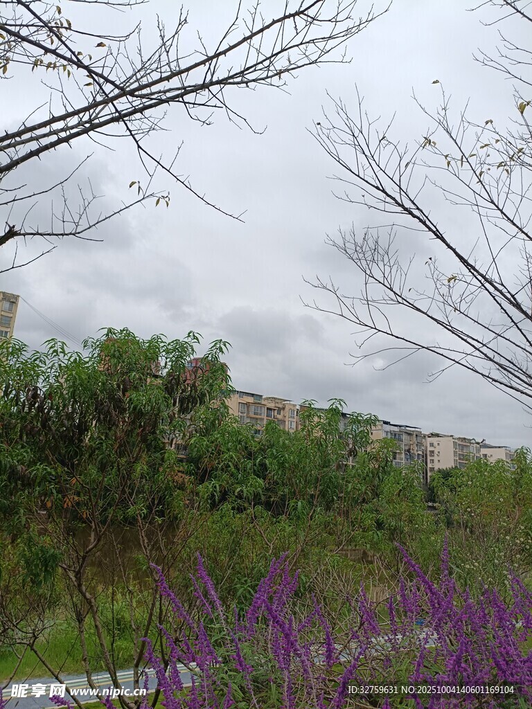 郊外紫色花叢與樹(shù)木景觀