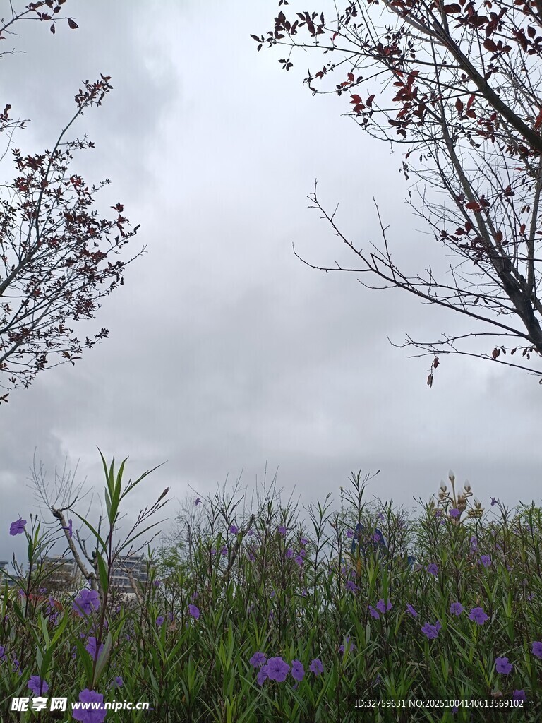云霧中花草樹(shù)木的景致