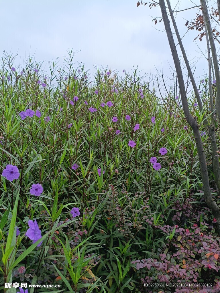 紫色野花點綴繁茂草地