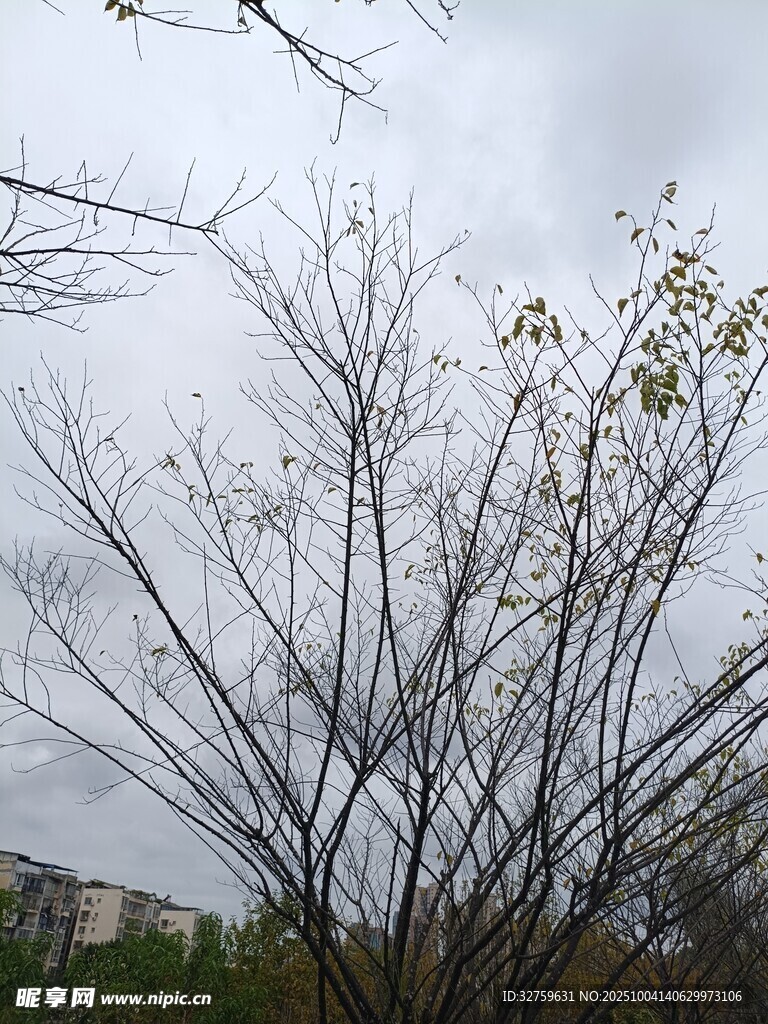 陰天里光禿樹枝景象