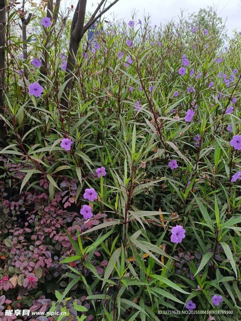 紫色野花綻放于草叢間