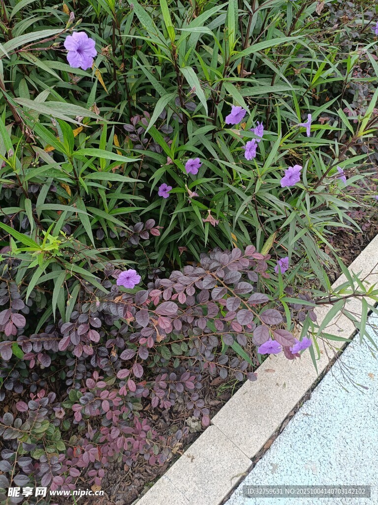 紫色小花點(diǎn)綴綠植景觀