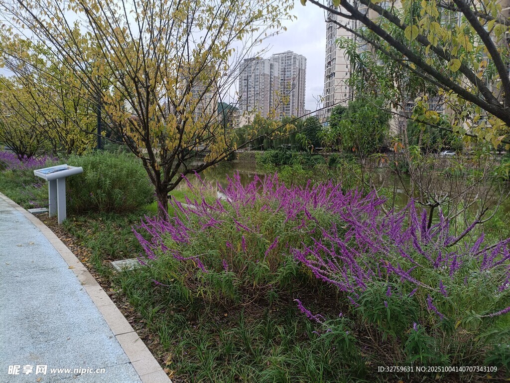 城市小徑旁的絢爛花叢