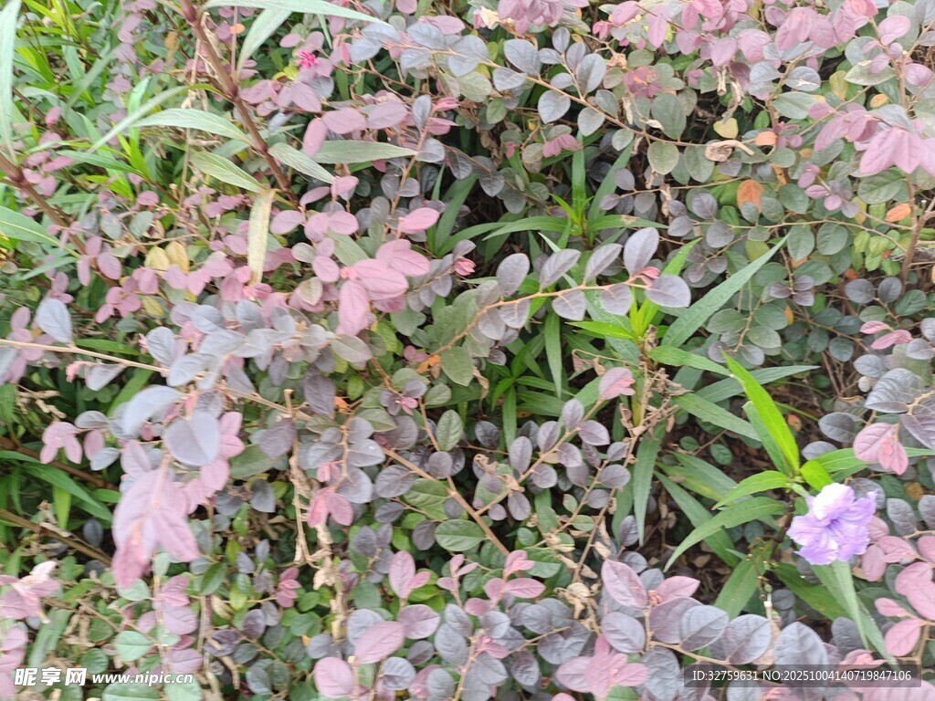 粉色花卉植物景觀