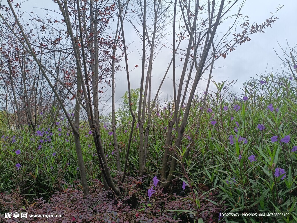 野外叢生的植物與紫色小花