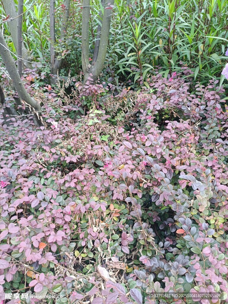 地面多彩植物景觀