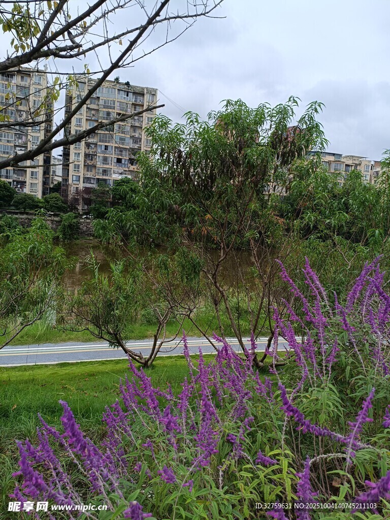 紫色花叢旁的城市景觀
