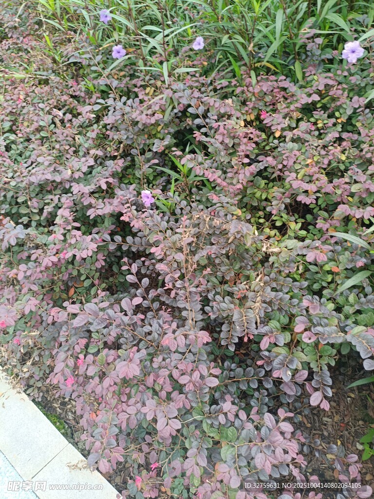 紫色花卉植物景觀特寫