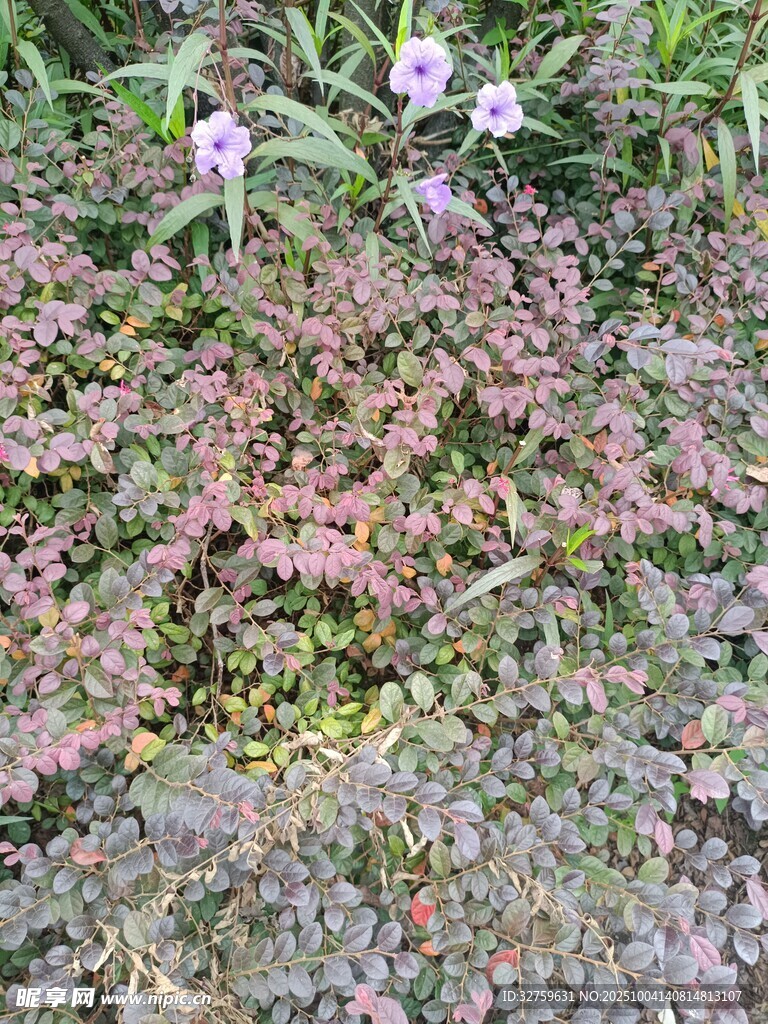 紫色小花點(diǎn)綴綠色植物