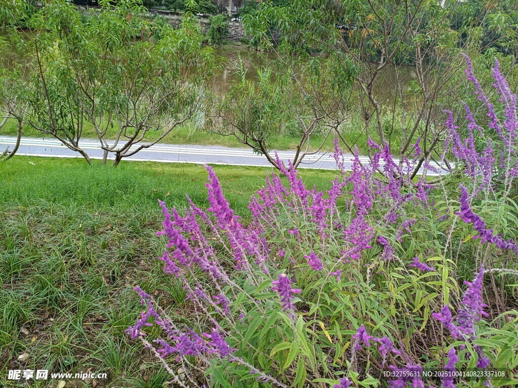 路邊紫色花叢與綠意風景