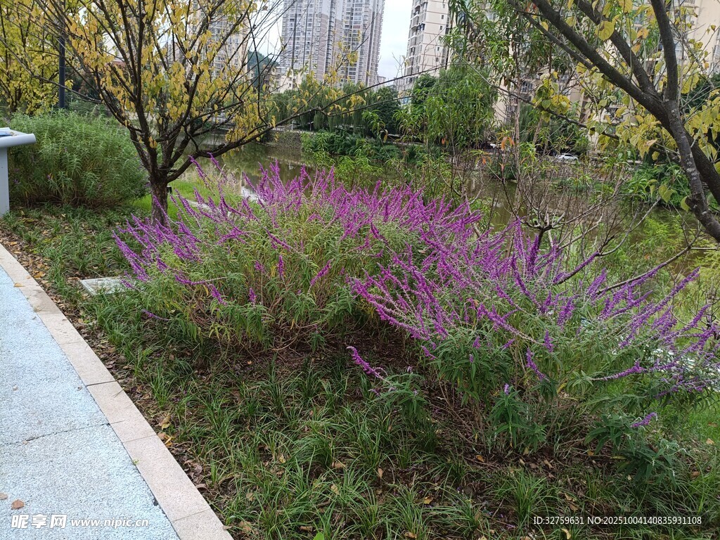 路邊綻放的紫色花叢