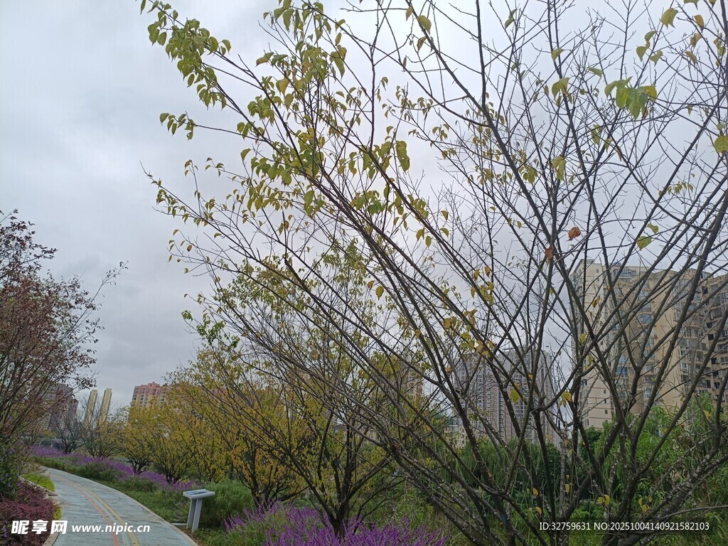 雨中漫步的花木小徑