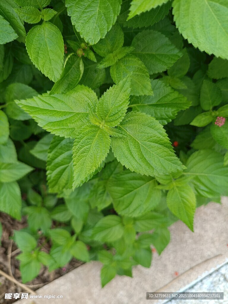 翠綠羅勒葉近景特寫