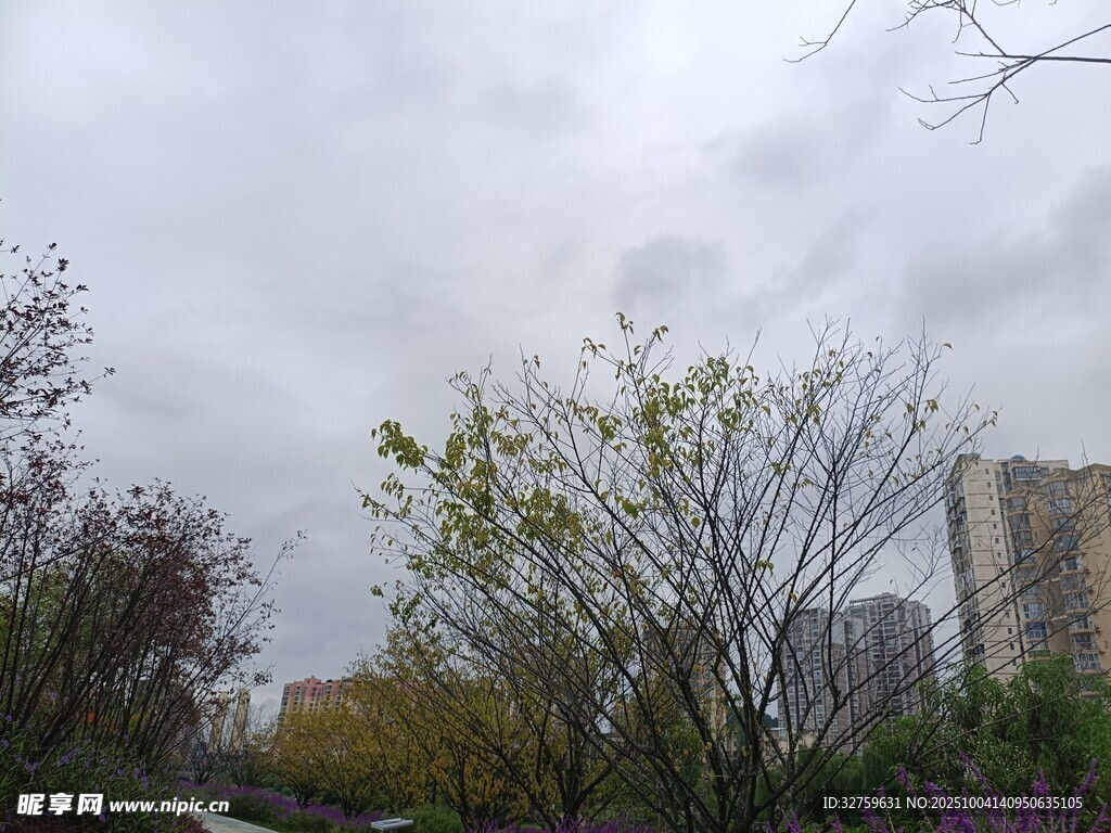 陰天中的樹木與建筑物