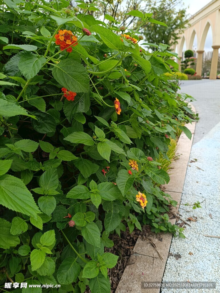 綠葉間綻放的鮮艷花朵